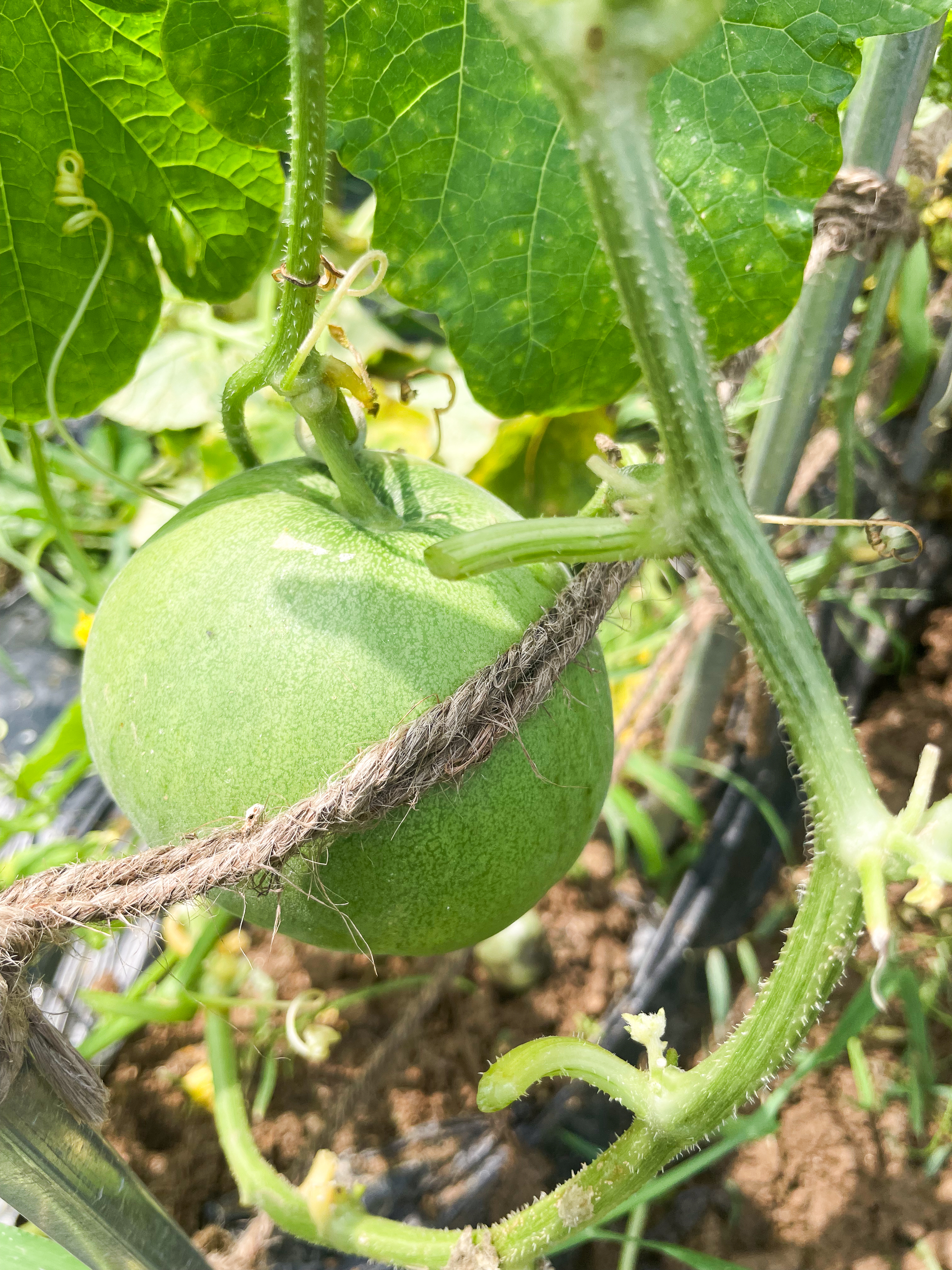 melon