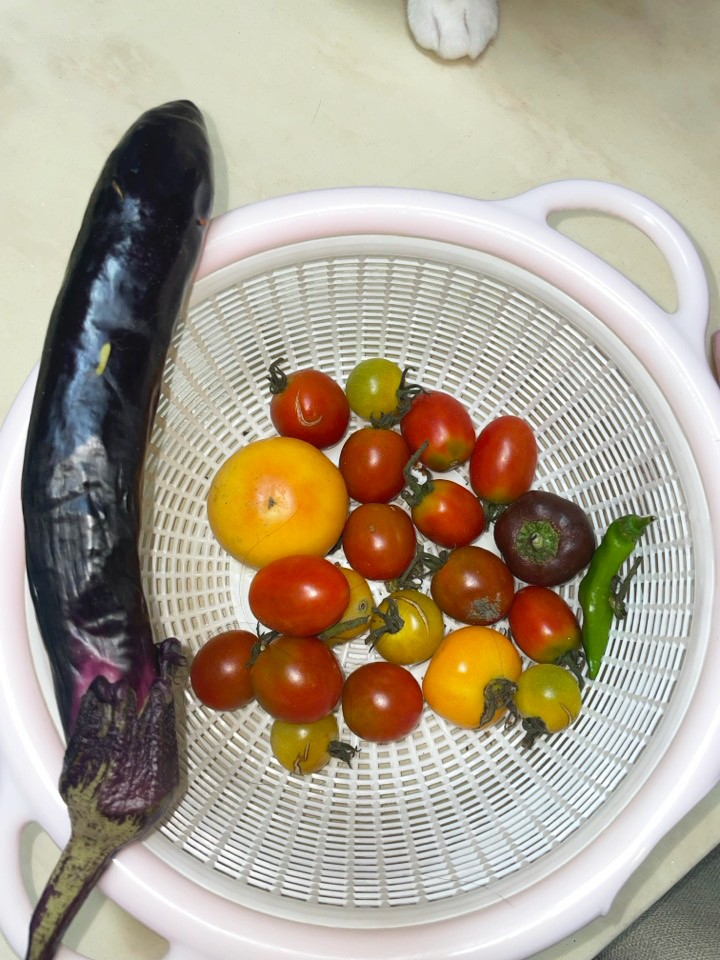 토마토들
