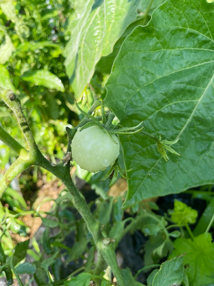 토마토