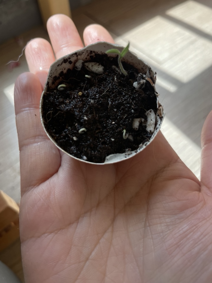 토마토