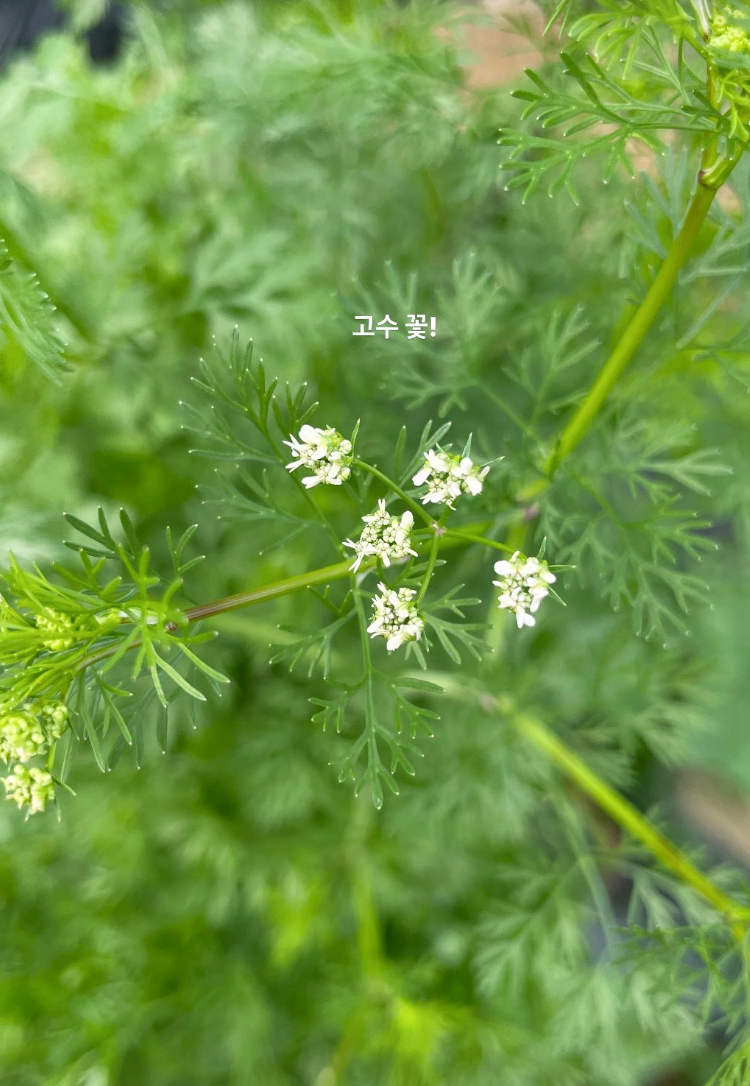 고수 꽃